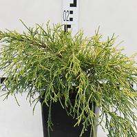 Cypruštek hrachonosný - Chamaecyparis Pisifera ´Sungold´ 