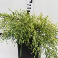 Cypruštek hrachonosný - Chamaecyparis Pisifera ´Sungold´