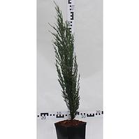 Juniperus Scopulorum Blue Arrow C2
