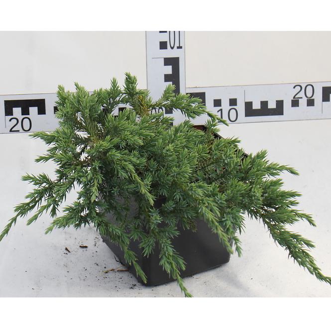 Juniperus Squama Blue Carpet C3