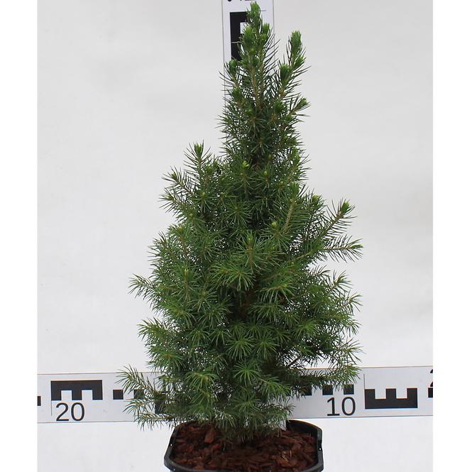 Picea Glauca Conica C2 20-30