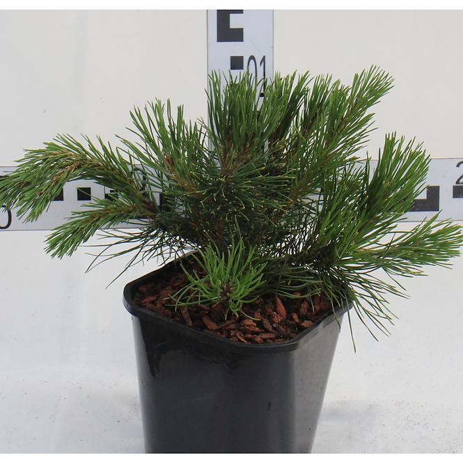 Pinus Mugo Var.Pumilio C2 20-25