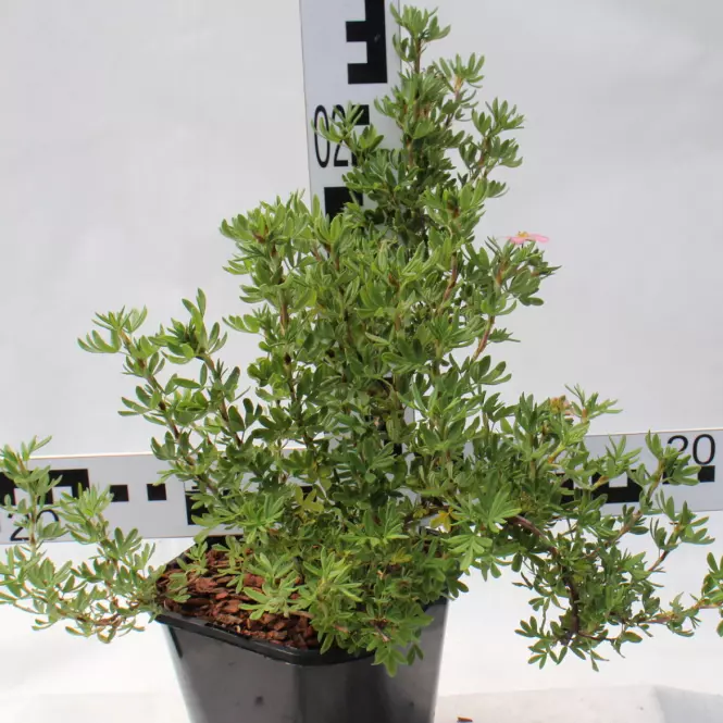 Potentilla  C1,5