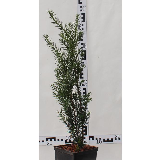 Taxus Media Hicksii C3 60-70