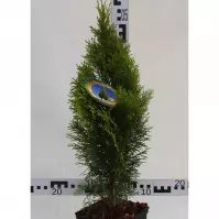 Thuja Occidentalis Golden Smaragd C3 30-40