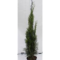 Thuja Occidentalis Smaragd C3  50-60