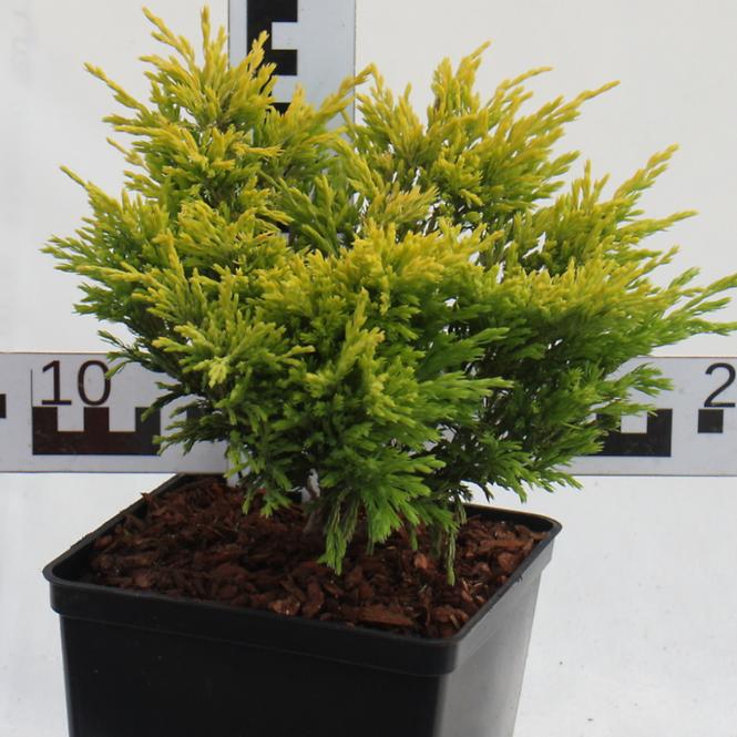 Juniperus Horizontalis Limeglow C3
