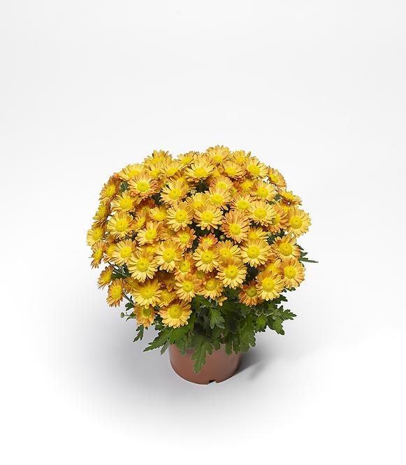 Chrysanthemum multiflora K12