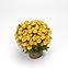 Chrysanthemum multiflora K12,2