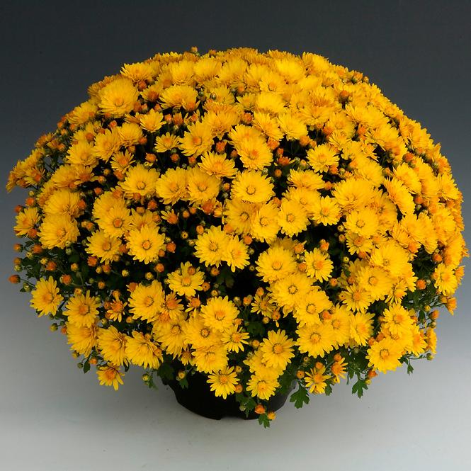 Chrysanthemum multiflora  K19