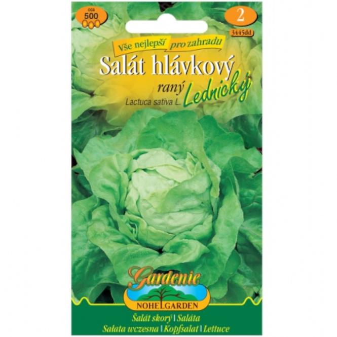 Skorý hlávkový šalát lednicky