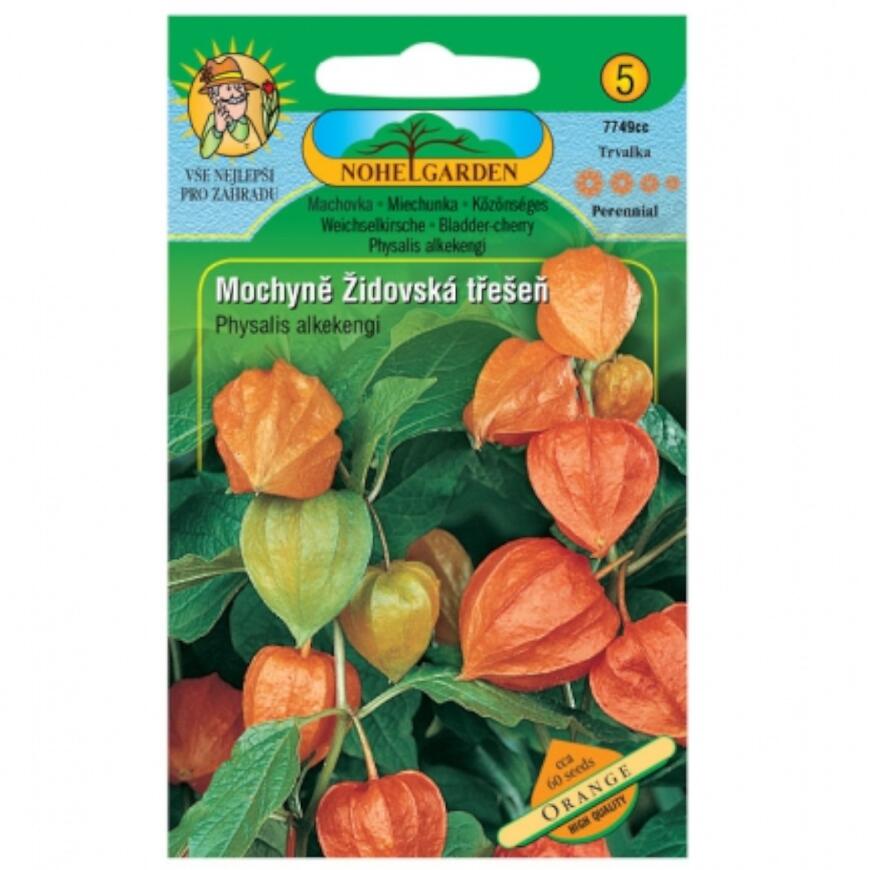 Machovka - Židovská čerešňa, oranžová