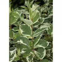 Cornus Alba Sibirica Variegata 60-80cm