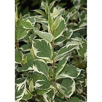 Cornus Alba Sibirica Variegata 60-80cm
