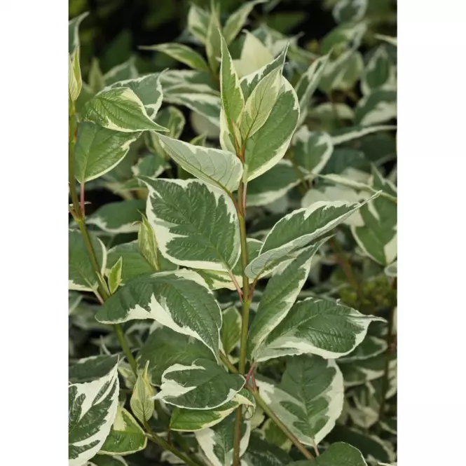 Cornus Alba Sibirica Variegata 60-80cm