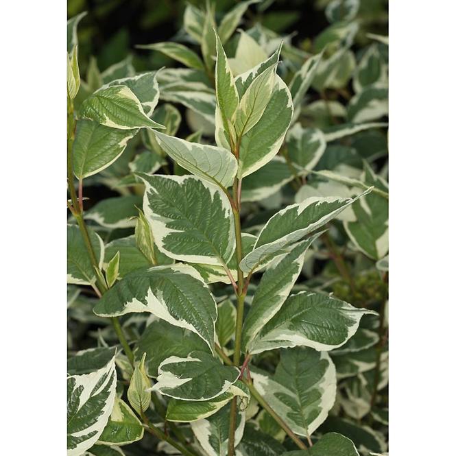 Cornus Alba Sibirica Variegata 60-80cm