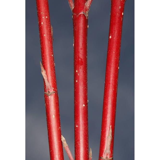 Cornus Alba Sibirica Variegata 60-80cm