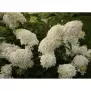 Hydrangea Paniculata Phantom 40 - 60 cm C3