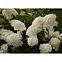 Hydrangea Paniculata Phantom 40 - 60 cm C3