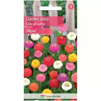 Cínia pôvabná Lilliput – zmes