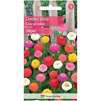 Cínia pôvabná Lilliput – zmes