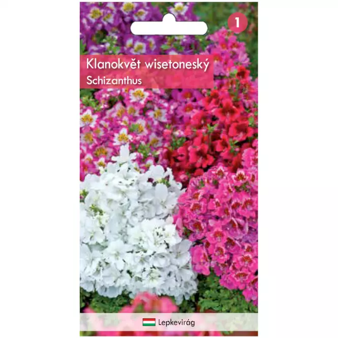 Schizanthus