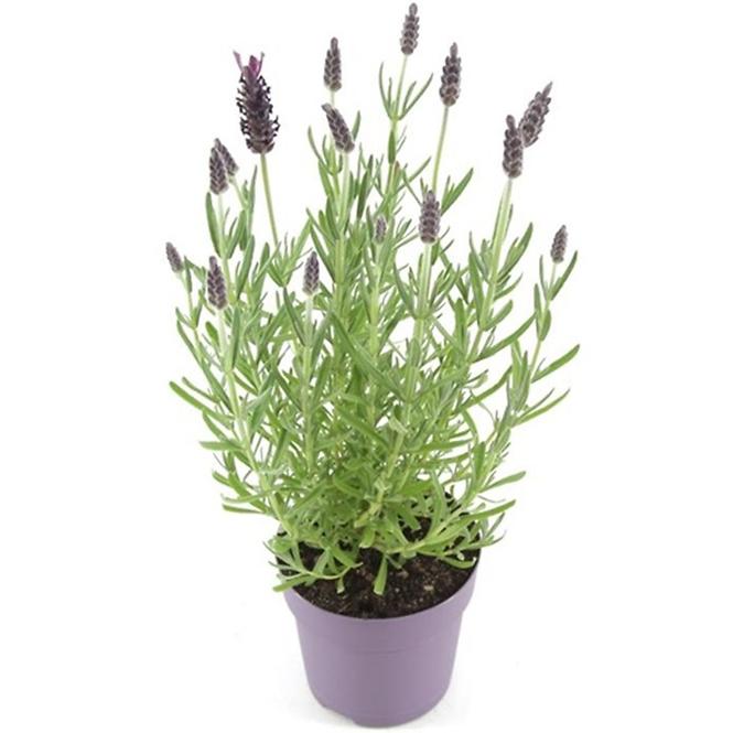 Levanduľa Stoechas Anouk P10,5
