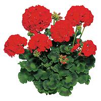 Pelargonium zonale 10pack