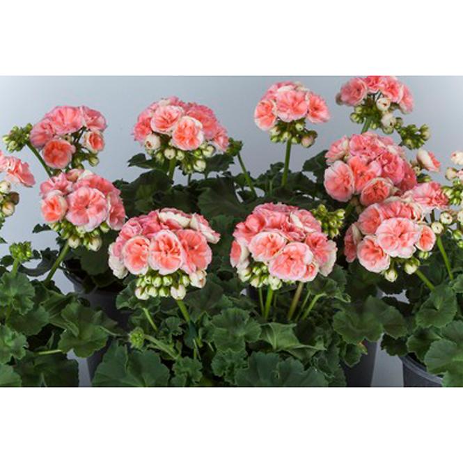 Pelargonium zonale 10pack