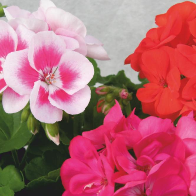 Pelargonium zonale 10pack