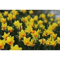 Cibulové kvety - Narcisy K12cm