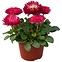 Bellis K9cm,2