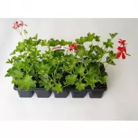 Pelargonium Peltatum Plný kvet 10pack