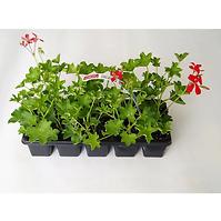 Pelargonium Peltatum Plný kvet 10pack