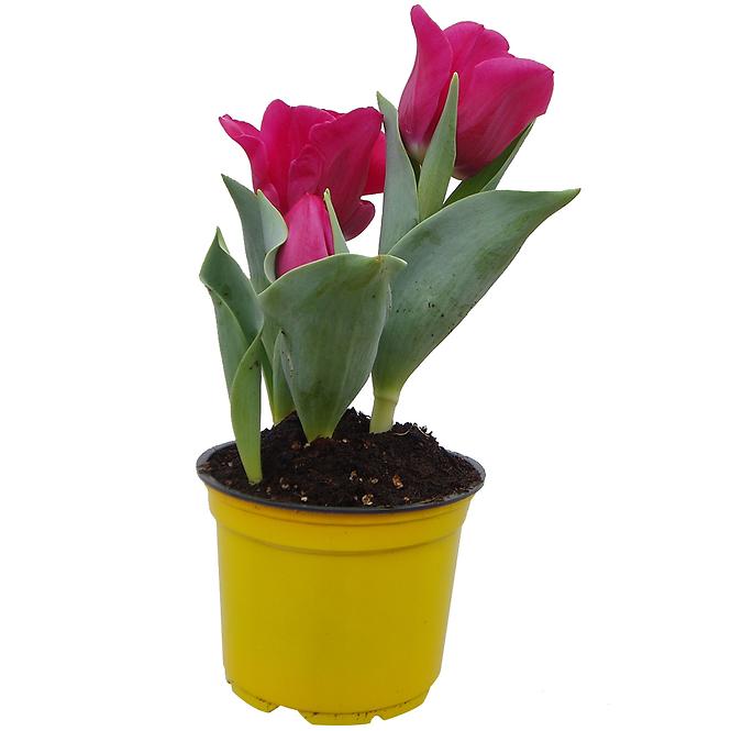 Cibule tulipán K12