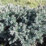 Juniperus squamata blue star c3