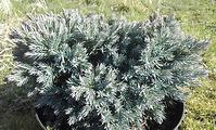 Juniperus squamata blue star c3