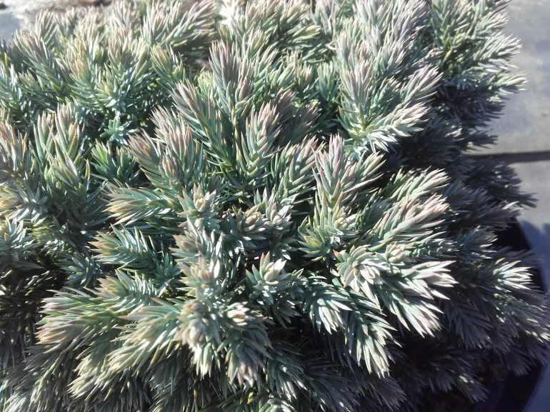 Juniperus squamata blue star c3