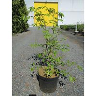 Euonymus Alatus K2,5