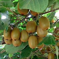 Actinidia Del. BOSKOOP  70