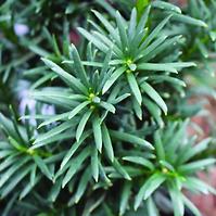 Taxus Baccata Black Tower K2,5l 20-30cm