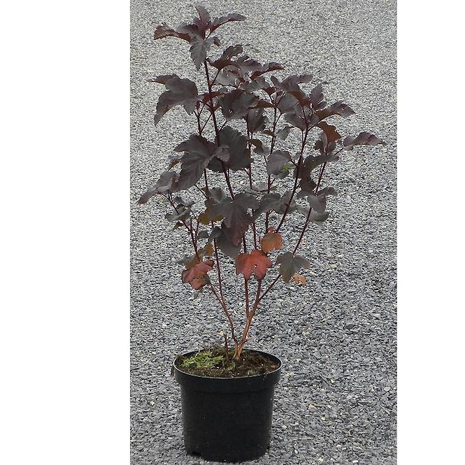 Physocarpus Opulifolius Diabolo® K2,5l 35-40cm