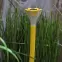 Solárna LED lampa   Ø60x350 cm GLE23642,6