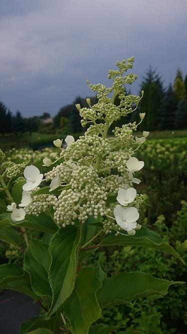 Hydrangea C5