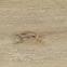 Vinylová podlaha SPC Dub Texas 4,2mm 0,3mm,4