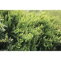 Berberis thunbergii erecta C1,5