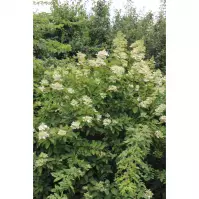 Hydrangea licenčné odrody C5l