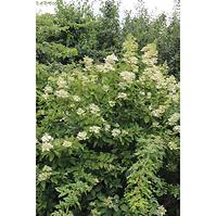 Hydrangea licenčné odrody C5l