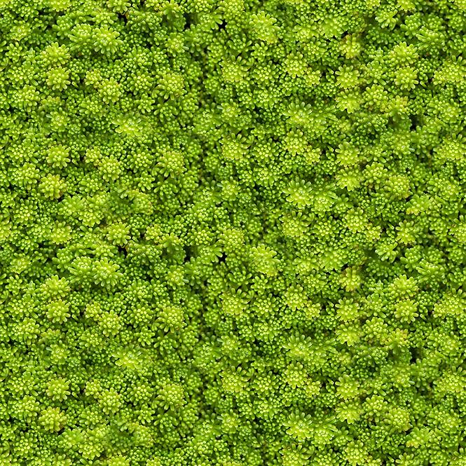 Sklenený panel 60/60 Evergreen-2 Esg