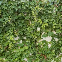 Sklenený panel 60/60 Cement Ivy-1 Esg
